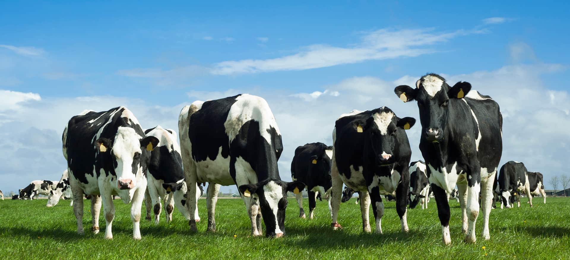 Vacas Granja Cubillo Premium Milk
