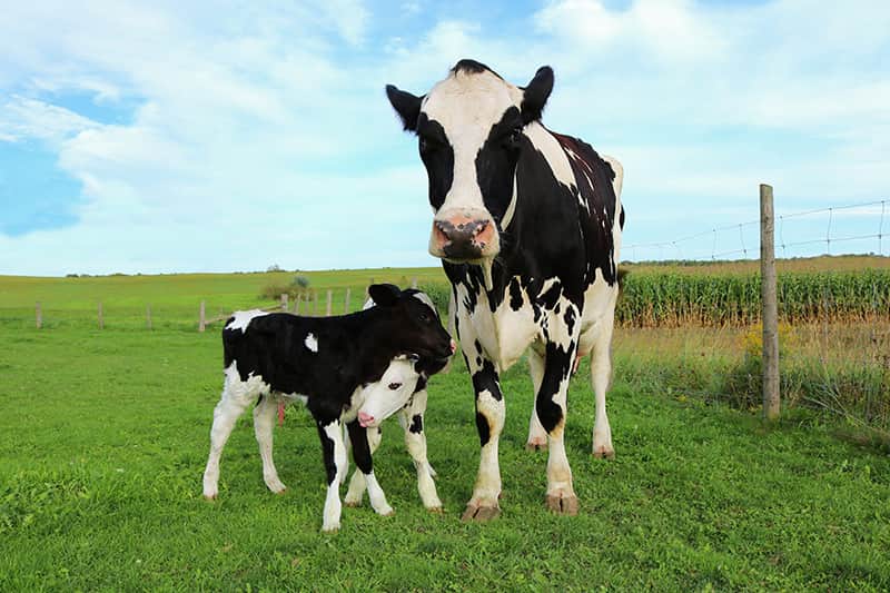 Apadrina una vaca en la granja Cubillo Premium Milk